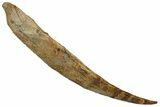 Fossil Shark (Asteracanthus) Dorsal Spine - Giant Specimen! #244535-1